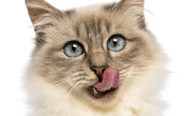 What does your pet really need?